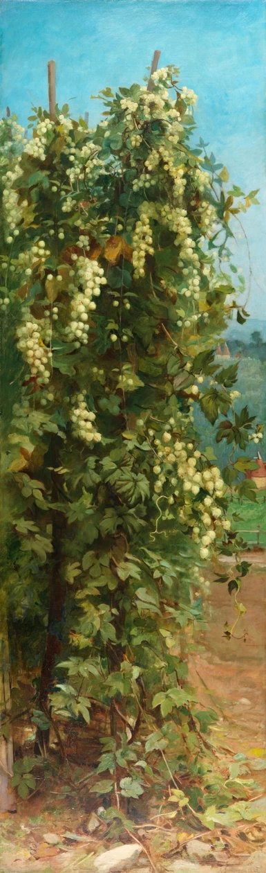 Luppolo, 1882